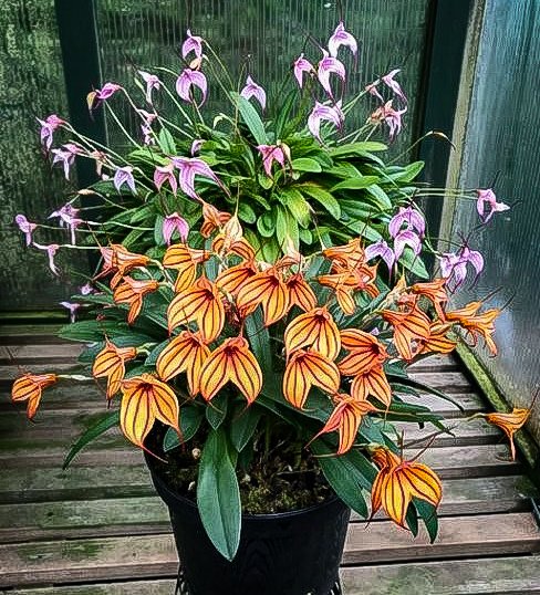 orchidcommittee's tweet photo. Two #Masdevallias in bloom.
Rear: M Cassiope front: M Pat Akehurst ‘Rowan’ (Heathii × yungasensis)
Grown by and photo by Hilary Hobbs a member of @orchidcommittee
#orchidées #botany #orquidea #orquideas #orchids #flower #orchideen #photos #photography #flowerphotography https://t.co/Lu0S9tKUgw