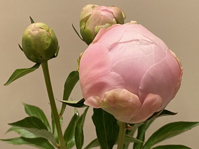 牡丹 高画質 のtwitterイラスト検索結果 古い順