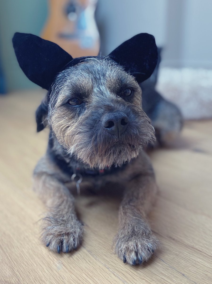 AlfietheBT's tweet photo. For dog’s sake, this is what happens when it rains pals...🙄#notaplaything #BTPosse #dogsoftwitter #dogsnotcats 🐶🐾 https://t.co/yApg90ko0B