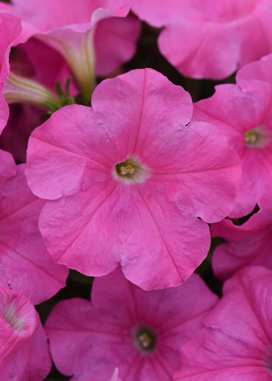 GroenVandaag's tweet photo. #Petunia-nieuws
De E3 Easy Wave nu compleet.
Met een vroeg bloeiende Petunia die voor zomerse sferen zorgt in #tuin, op #terras en #balkon. #easywave @PanAmSeed
https://t.co/kUss4ULJJq https://t.co/SreioWQruF