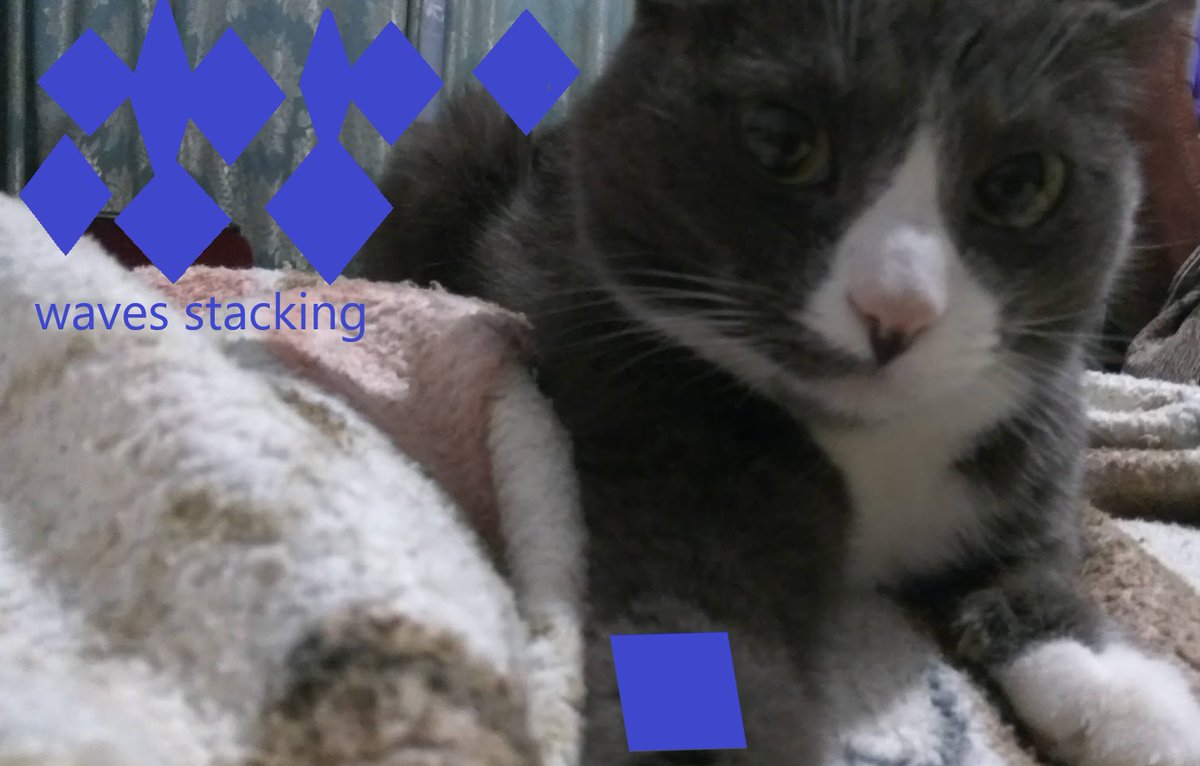 zomg313's tweet photo. @wavesprotocol @Waves_Exchange My cat "using" waves :) #WavesDucks $WAVES #RideOnWaves https://t.co/6BNbauuxxM