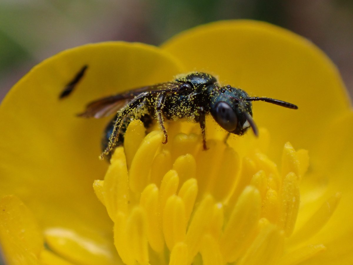 Bex_Cartwright's tweet photo. Spent a lovely day off searching for bees at #RSPBCliffePools. Constantly serenaded by Nightingales. Despite it being a tad chilly, there was plenty about. A highlight was this beauty - male Ceratina cyanea. As the name suggests, a blue bee! Perfect habitat at Cliffe. https://t.co/erdjtQnvCh
