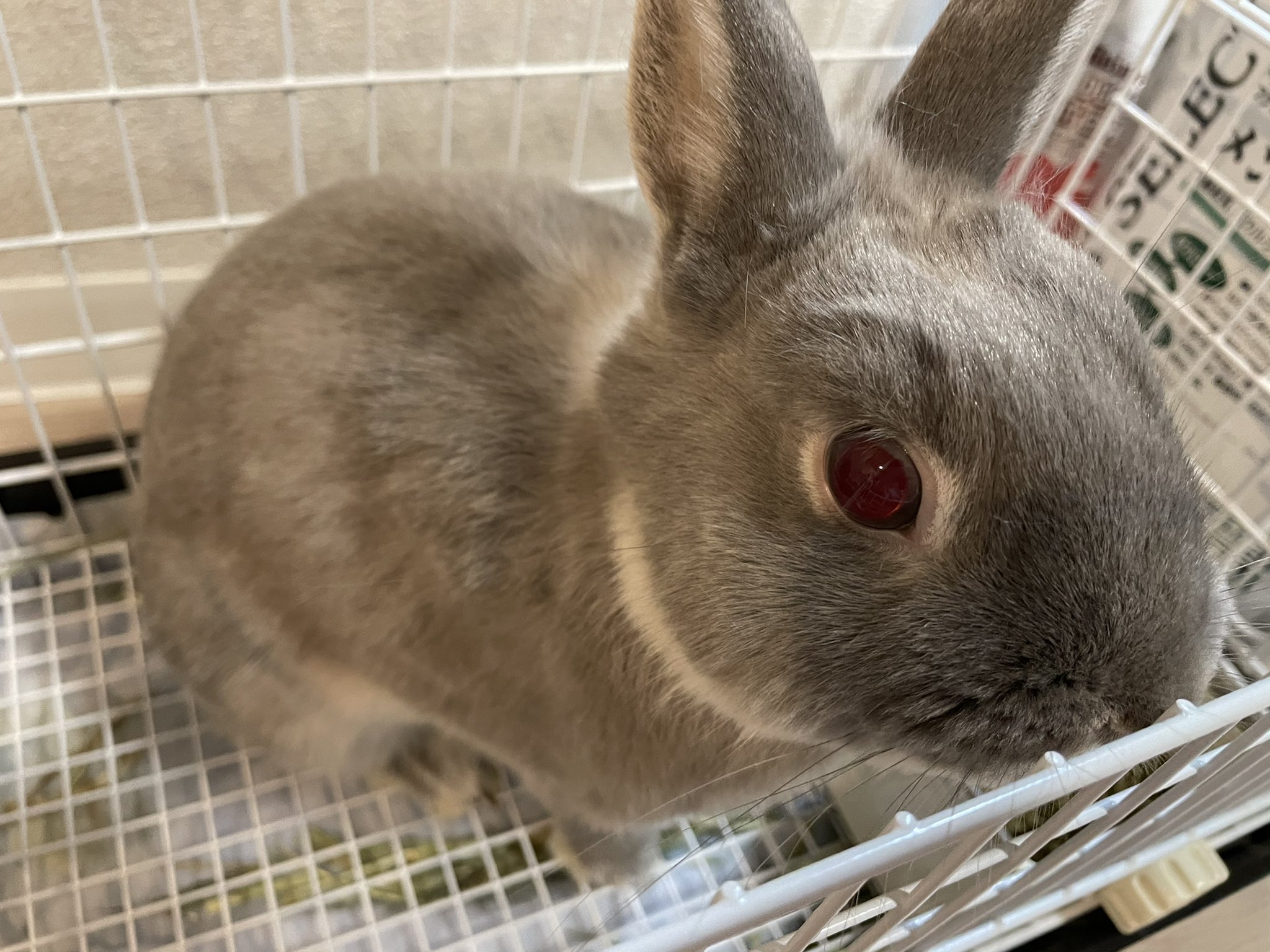 تويتر 魔王 على تويتر うさぎ飼った 名前は目が赤いけんクラピカ T Co Ieuqpndsbj