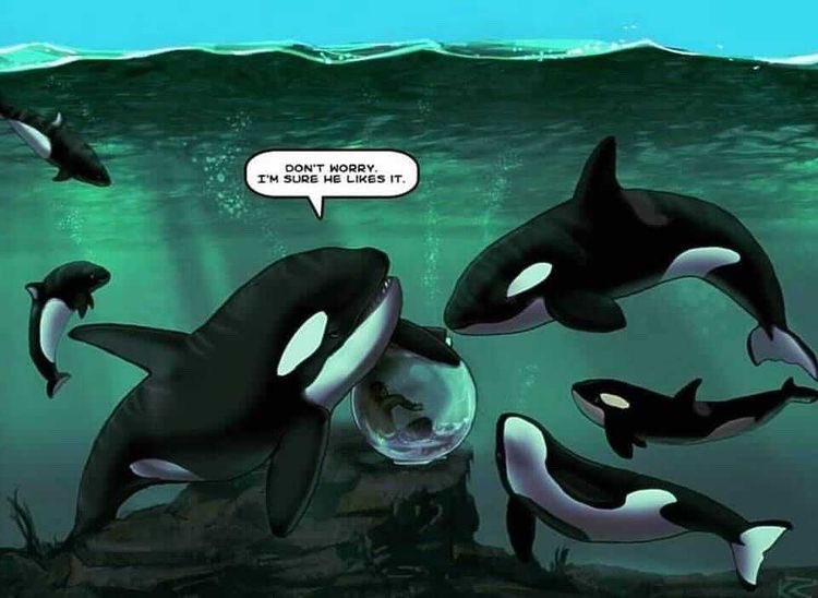 walruswhisperer's tweet photo. Today is the 9th annual Empty The Tanks day. You can do your part by boycotting zoos and aquariums. Remember: Friend’s don’t let friends go to MarineLand. #EmptyTheTanks https://t.co/ormwNEEJih