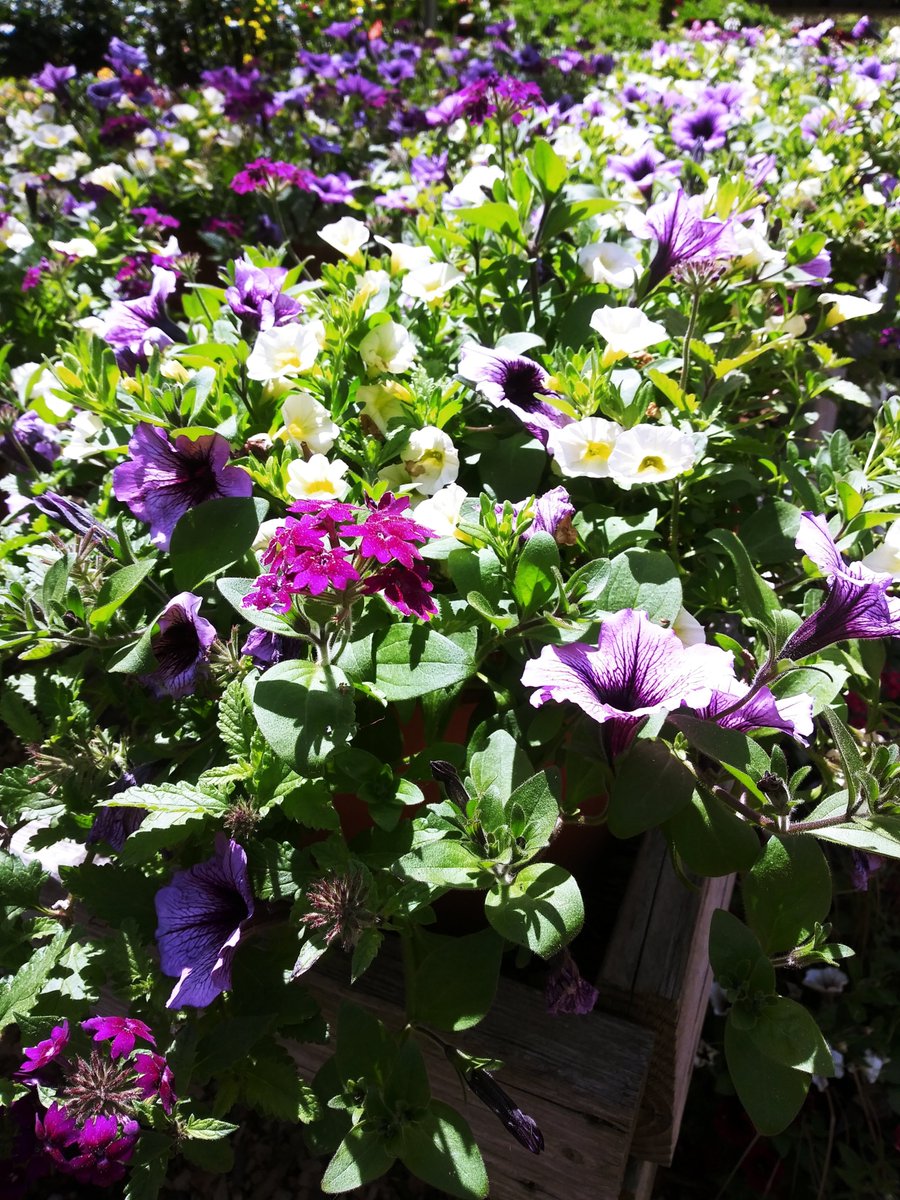 IT'S MOM'S WEEKEND! 

GET HER FLOWERS FROM EDEN FARMS AND SUPPORT ROXBURY!

Eden Farms 
947 Stillwater Road
Stamford, CT 06902

MENTION YOU ARE SUPPORTING ROXBURY AND 20% OF YOUR PURCHASE GOES TO OUR SCHOOL!