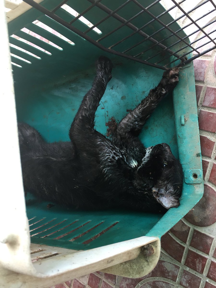 DouglasSteelePP's tweet photo. The cat in this photo is less than an hour dead. Of rabies. Unprovoked, he attacked six of our kids and at least three other cats in the area. The cat had been vaccinated for rabies 3-4 years ago but obviously the antibodies wore off. https://t.co/NbuR9jMlO1
