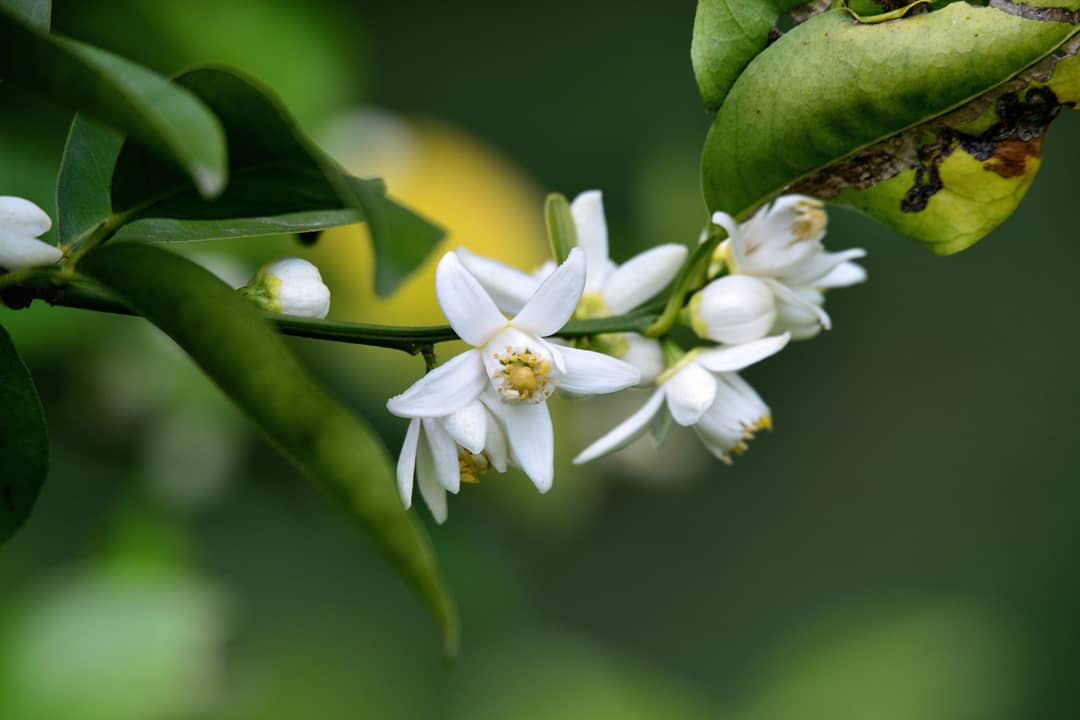 内田 平孝 咲き零れ 風に薫るや 花蜜柑 柑橘類を何種類か植えているが 花は皆同じようで見分けがつかない 観察すると 一番早く開花するのが柚子 次いで夏ミカン そして温州ミカン カボスといった順番である 今は柑橘の爽やかな香りが漂い 正に風