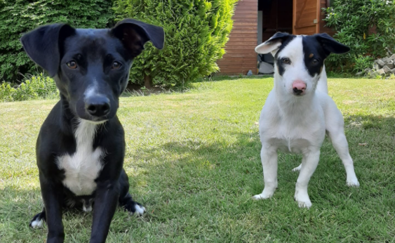 BudzBeer's tweet photo. These are my adopted dogs. They were found next to a highway in Spain in a garbage bag.

Today @doggies_crypto is doing their presale on https://t.co/mVk7zsNa8U ==> go check them out!

50% of all earnings will go to animal charity projects!
#CARDANO #CNFT #Charity #AdoptDontShop https://t.co/8JHOlUkBqy