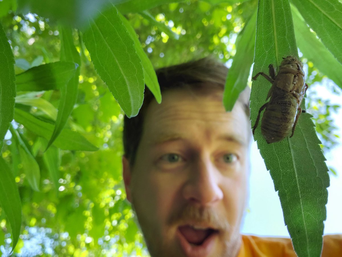 crossveins's tweet photo. The #cicadapocalypse is nigh! I found a bunch of cicada shells (exuviae) in my backyard and they should start singing any day now!

Commemorate this natural event with this awesome t-shirt from #NothingTooFancy! They are generously giving some of the proceeds to @Discovrlife https://t.co/aUCWDAYJq4