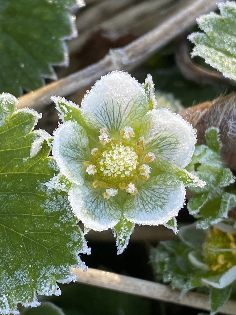 FishersRotary's tweet image. #futurestrawberry #littlefrost #feedingthehungry
