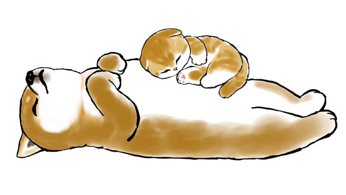 「三毛猫」のTwitter画像/イラスト(新着｜RT&Fav:50)｜10ページ目