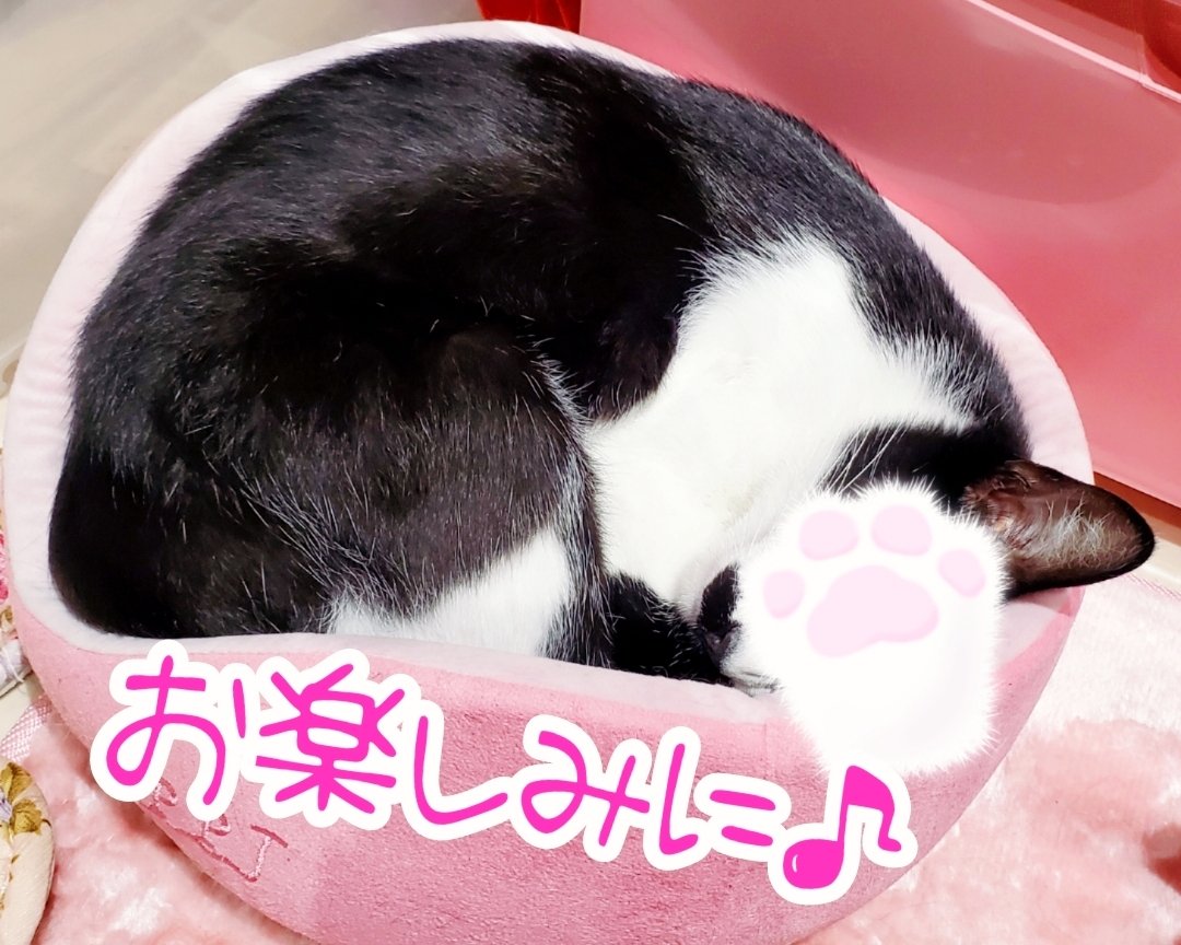 YouCafe6's tweet photo. 🔸おしらせ🔸
6月中の予定で、YouCafeはまた｢#猫が見れるカフェ｣を始める予定です🐱💗

コロナが悪化していますので、ふれあいは当面見送りとなります。窓やドアのガラス越しに保護猫ちゃんたちが���れるようになります。
どんな子が入るかはまたツイートしたいと思います！お楽しみに🐾💖 https://t.co/tw28fI2BcK