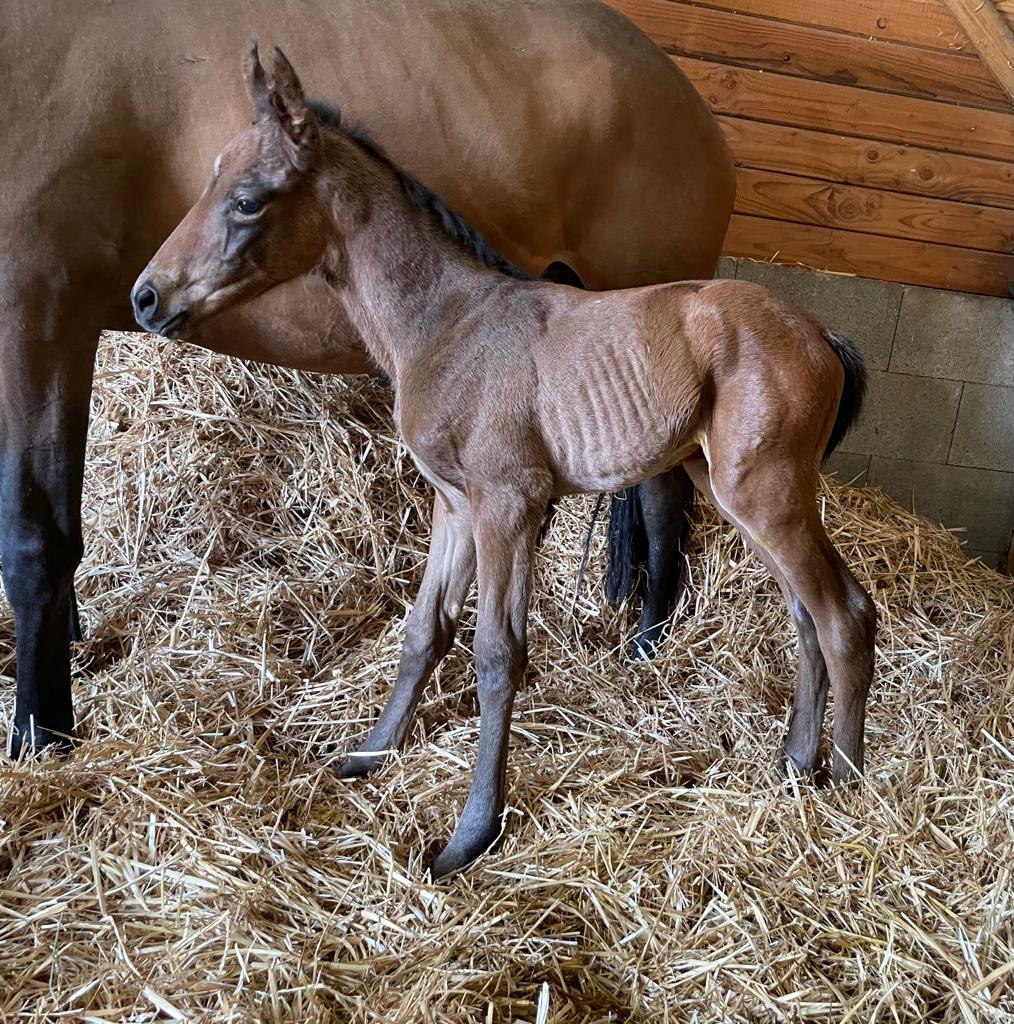 Bernard Stoffel tweet media