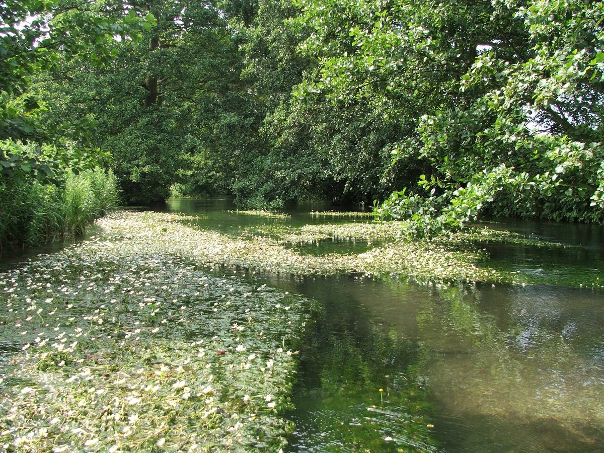 Chalk acts as an aquifier, the water is mineral rich & comparatively stable all year round in terms of temp.The headwaters of the River Hull are designated a SSSI, in part due to the rich flora associated with the water course and surrounding land, which includes remnants of fen.