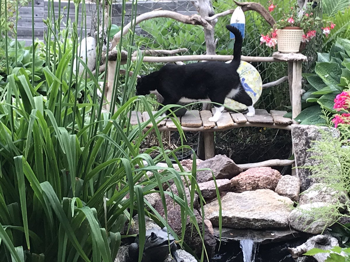 The world according to Hilton #Caturday