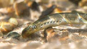 Brook lamprey is an amazing species. A primitive, jawless fish. It is non migratory and needs slow currents & clean gravel beds to spawn. It needs high levels of dissolved oxygen & soft marginal silts. Excess sediment from agricultural run off smothers the gravel it needs.