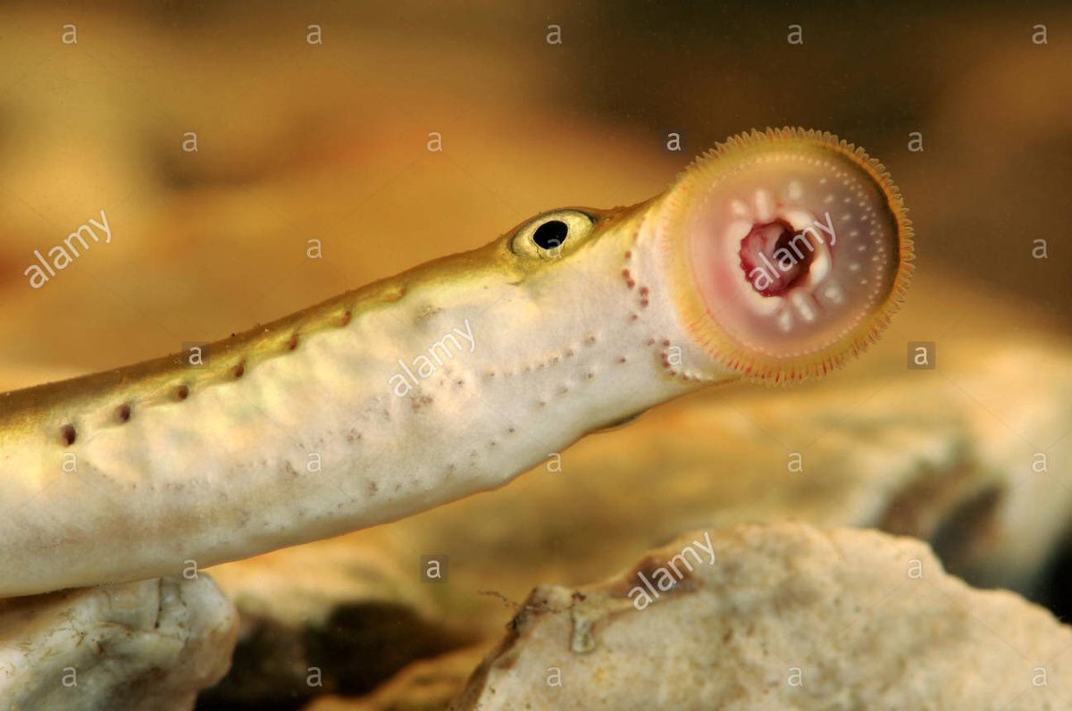 Brook lamprey is an amazing species. A primitive, jawless fish. It is non migratory and needs slow currents & clean gravel beds to spawn. It needs high levels of dissolved oxygen & soft marginal silts. Excess sediment from agricultural run off smothers the gravel it needs.