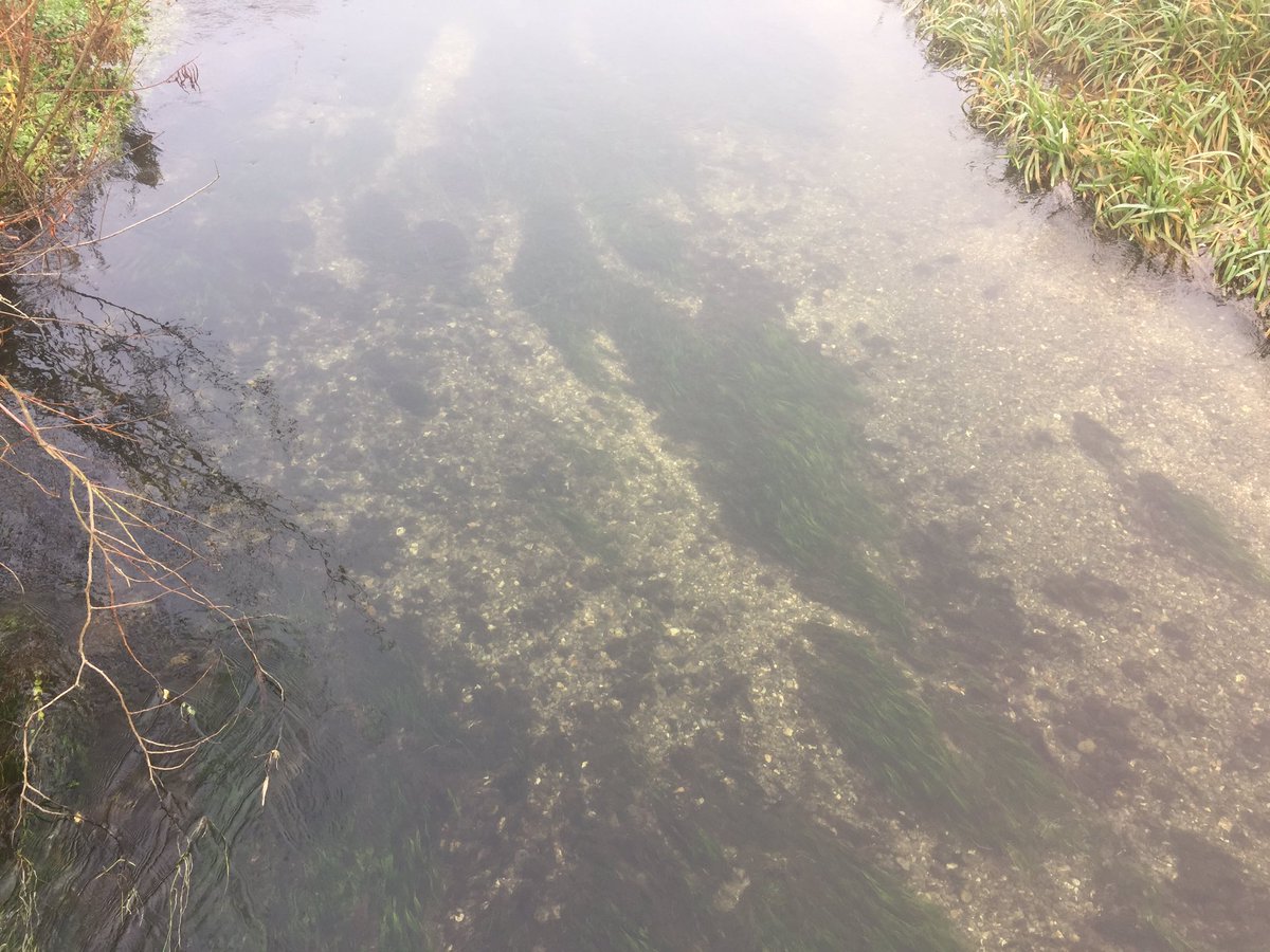 Today the River Hull & West Beck are fairly clear. Only a couple of months ago they were going through their “chocolate milkshake” phase.The levels of run off which cause the river to brown are hugely damaging, not only to the river but also the land which is losing nutrient.