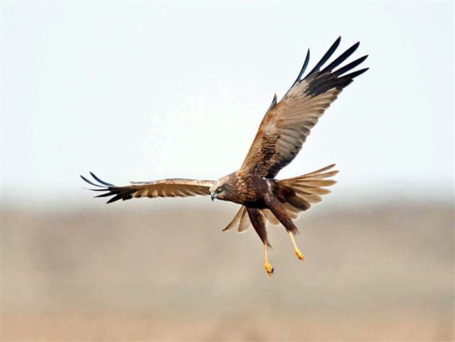 Marsh harriers are a regular along the catchment.These birds were extinct in the UK a century ago and now I see them daily along our chalk river. Don’t ever take them for granted they are a huge conservation success story and I have it on my garden bird list!