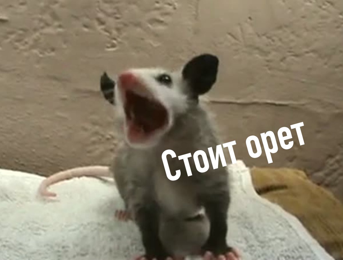 кричащий опоссум. бежит орёт мем опоссум. опоссум.