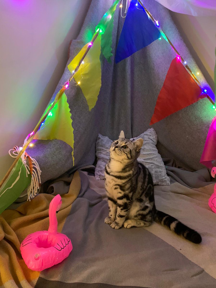 PoltimoreFest's tweet photo. Poltimore isn't just for humans! Here's our favourite Polti-pets so far 🐱🐶 How many of your animals are joining the party? 🐾 https://t.co/ee6mHFQn3I