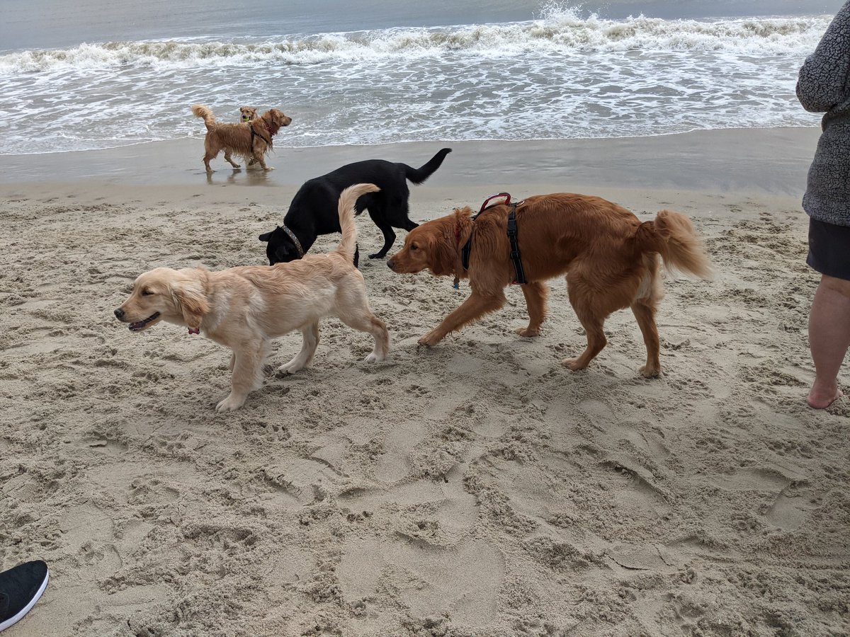 . @millieratnerdog is more interested in the sand than the other dogs.