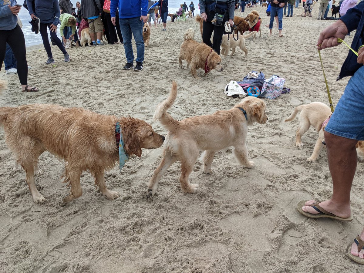 . @millieratnerdog is more interested in the sand than the other dogs.