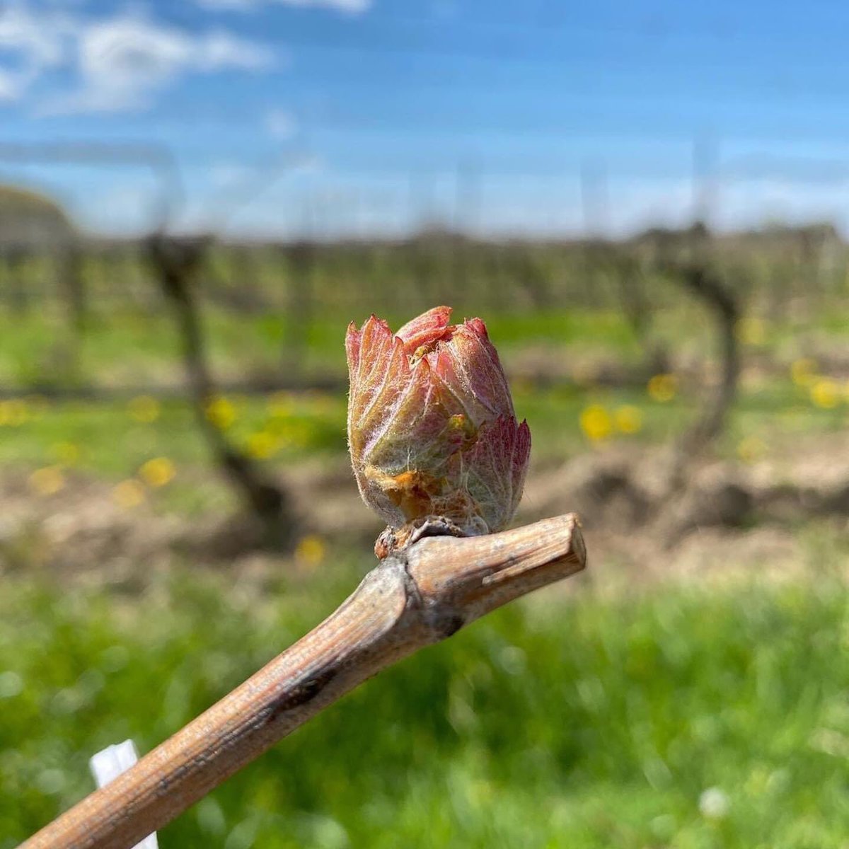 Visit Twenty Valley (@thetwentyvalley) on Twitter photo Anyone else budding 🌱 with excitement? You can officially mark your calendars 📆 there is no doubt Spring has sprung in the <a href="/townoflincolnon/">Town of Lincoln</a>
#REPOST The Cab Franc buds at Butlers’ Grant Vineyard. <a href="/WestcottWines/">Westcott Vineyards</a> Anyone else budding 🌱 with excitement? You can officially mark your calendars 📆 there is no doubt Spring has sprung in the <a href="/townoflincolnon/">Town of Lincoln</a>
#REPOST The Cab Franc buds at Butlers’ Grant Vineyard. <a href="/WestcottWines/">Westcott Vineyards</a>