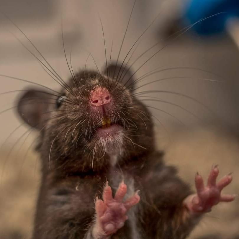 Someone in pikeville go adopt this mouse. 

#adopt #macro #animal #hashtag