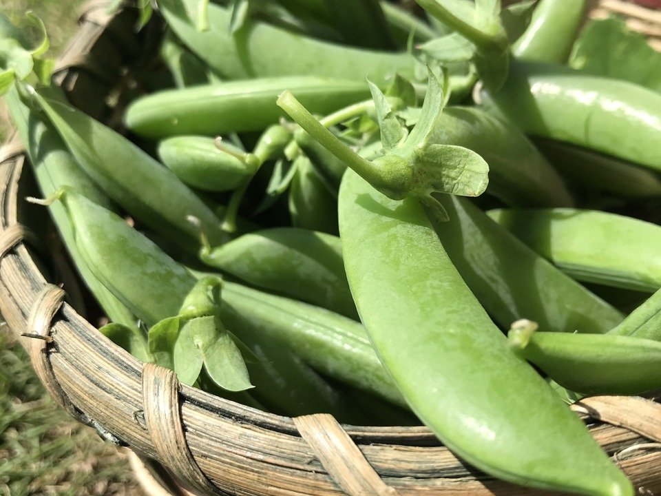 aki_rina's tweet image. 千葉県の野菜農家ベジLIFE!!さん、緊急事態宣言の延長でイベントが中止になり、50㎏のスナップエンドウの行き場がないそうです。先日のTBSまるサタでも私のイチ推し旬食材として取り上げたスナップエンドウ、手軽に食べれてめちゃ美味しいです、是非！#農家漁師からのSOS
↓
tabechoku.com/products/85728