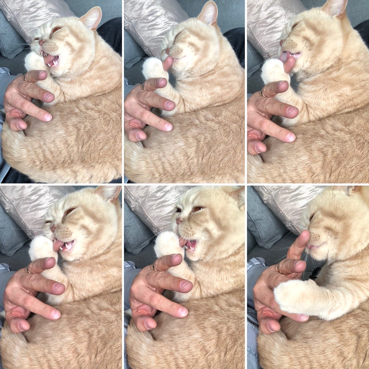 slipp3000's tweet photo. Winston like a good chew on my finger! 
#catchew #cats #CatsOfTwitter https://t.co/PglUWMrxqu