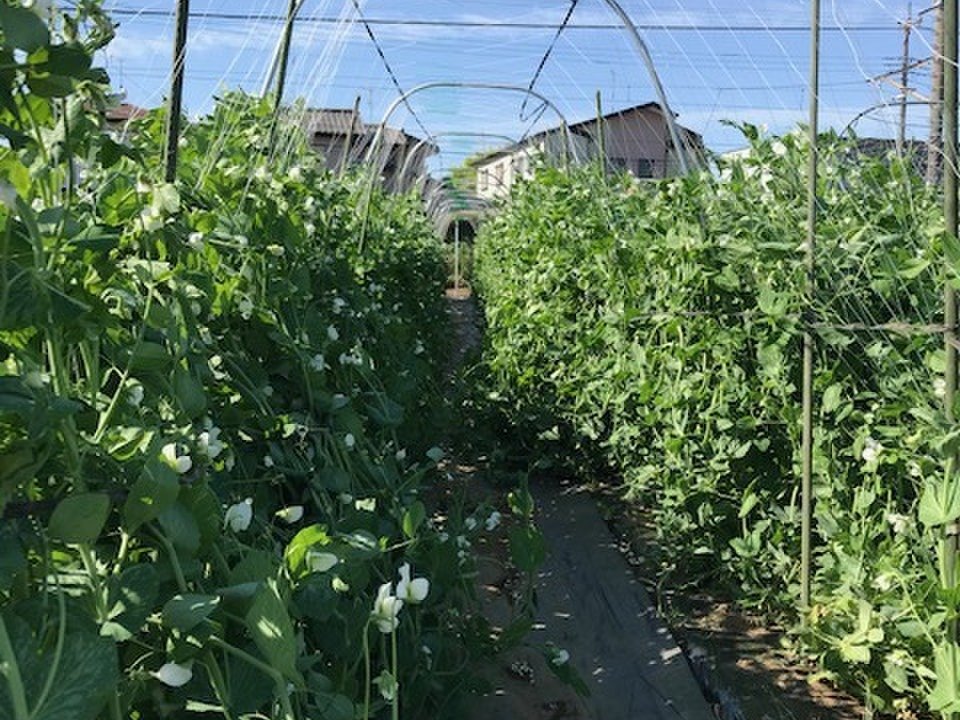 aki_rina's tweet image. 千葉県の野菜農家ベジLIFE!!さん、緊急事態宣言の延長でイベントが中止になり、50㎏のスナップエンドウの行き場がないそうです。先日のTBSまるサタでも私のイチ推し旬食材として取り上げたスナップエンドウ、手軽に食べれてめちゃ美味しいです、是非！#農家漁師からのSOS
↓
tabechoku.com/products/85728