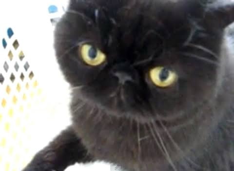 エキゾチックショートヘアのtwitterイラスト検索結果