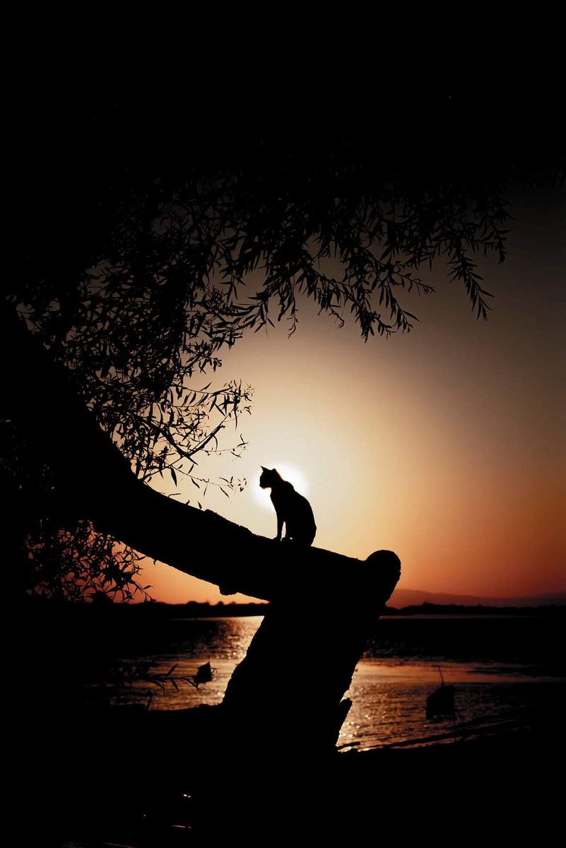 #Bursa
#Kedi
#Nikon
#fotograf