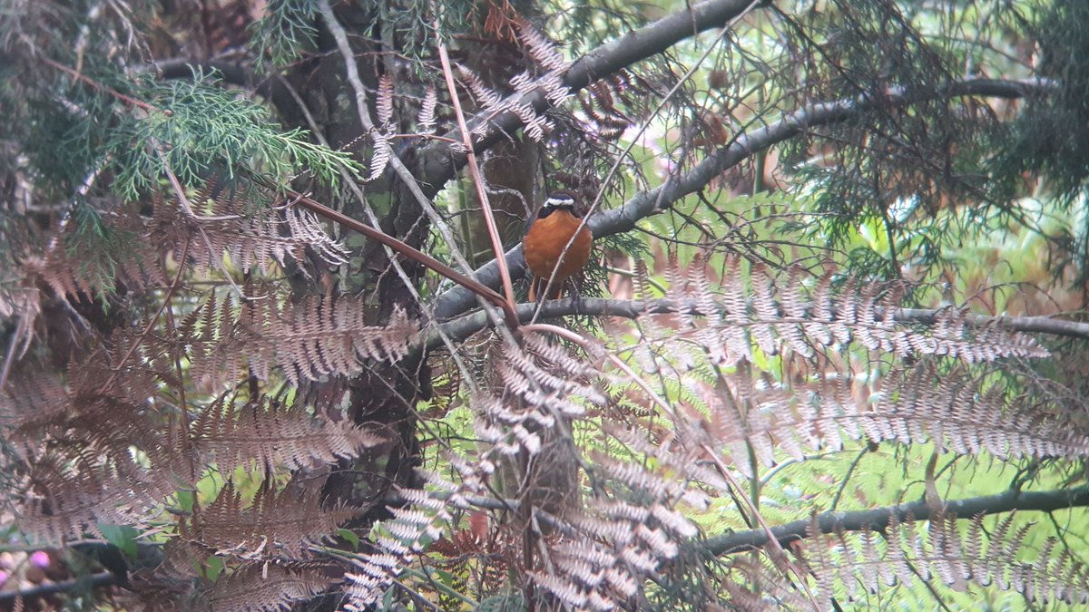 MotherNature_Es's tweet photo. My #GlobalBigDay Story!
https://t.co/REiIIo6lWk
#nature
#ecology
#birdplay
#birding
#birdwatching
#birdphotography https://t.co/hdNMl85Gxr