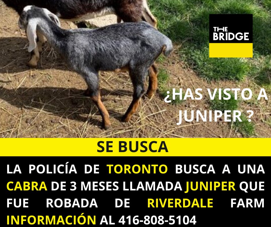 bridge_canada's tweet image. Mientras tanto en #Toronto. 🐐 ¿Has visto a Juniper? #HelpBringJuniperHome