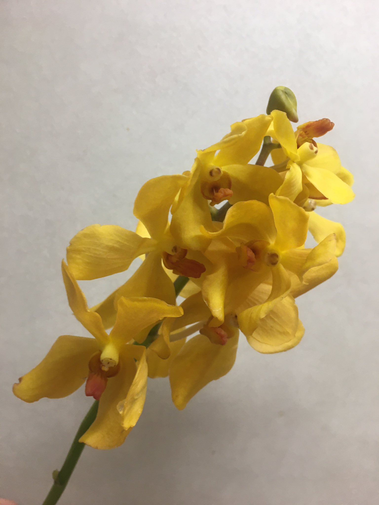 瑠璃 今日の イクハナ モカラ 花言葉 優美 5 9 日 総合 前1 34 本日深夜 青天を衝け 総集編第一部 １ 12回 放送です 明日から京都篇 その前におさらい T Co Ho6fkjrg1p 私の 世界に一つだけの花 Smap