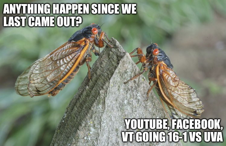 Певчая цикада хуэхис. Муха цикада. Как сняты цикады. Как сняты цикады. Sony 90 2.