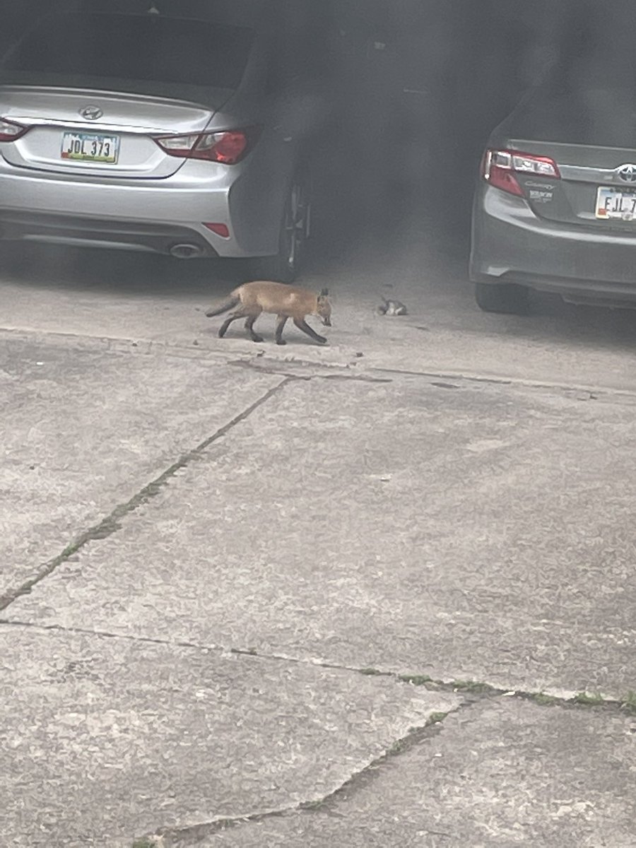 Oh! Now baby with a rabbit for breakfast. Mom put it there. I opened the garage for them since they seem to like being between the cars. Please just clean up after, people.