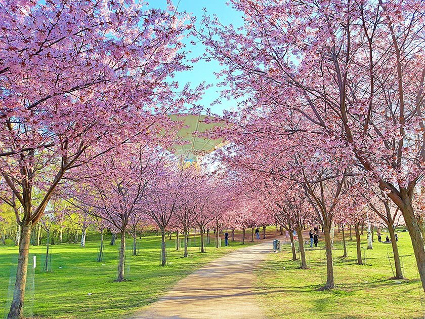 Some 15 years ago Norio Tomida gathered a group of japanese companies & individuals to donate 150 cherry trees to a park in Helsinki. It has grown to be a popular attraction and this year the city is upgrading the park by 2,5M€. Hanami 2022 will be epic. https://t.co/rEGvbwsV1Q https://t.co/m7Y2OpjLil