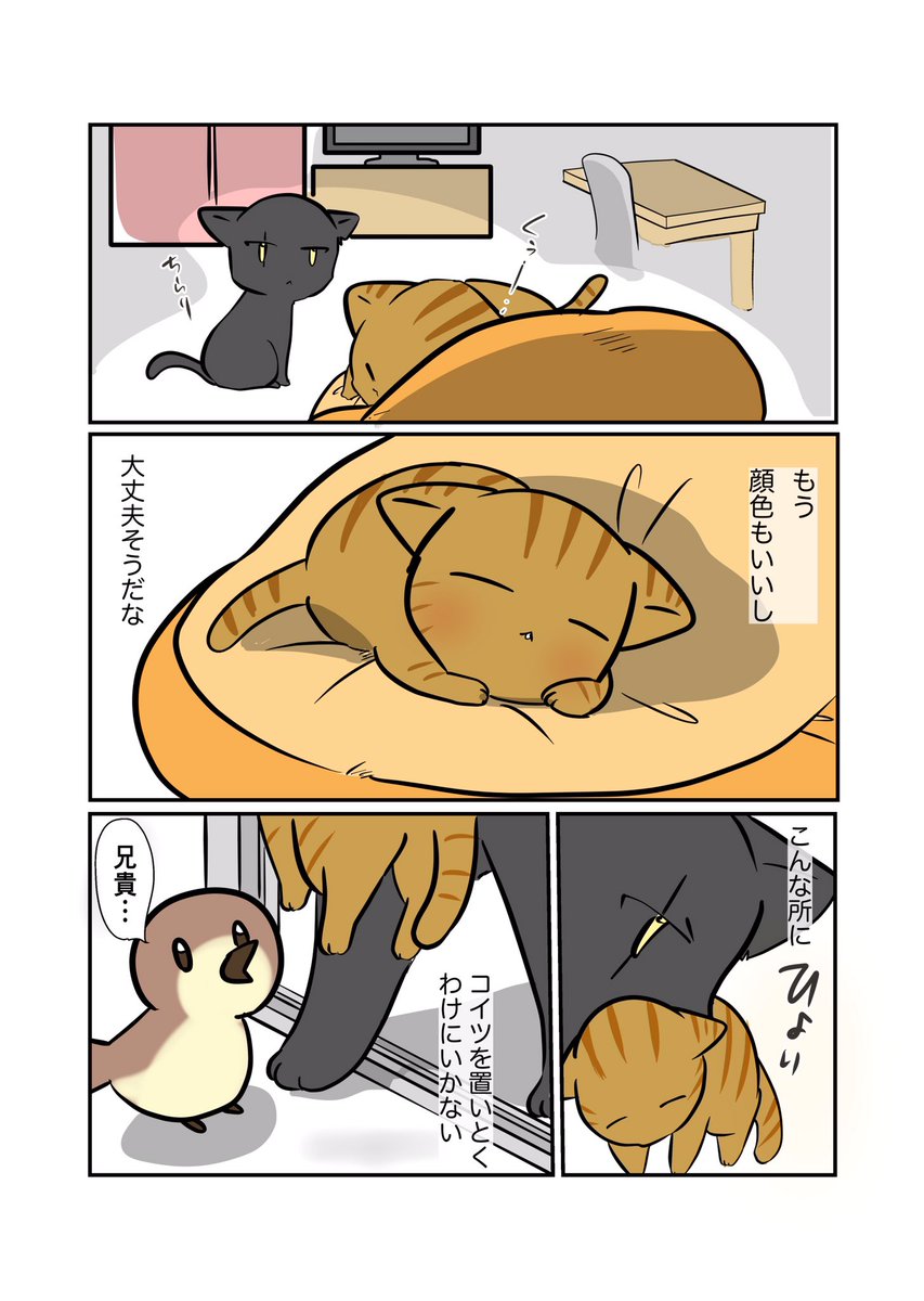 #くぅの日常 第75話 
シオの決断

スーパーダーリンにゃんこのくぅと飼い主しずくの日常マンガ。

くぅのノラ猫友達シオ兄貴。
過去しずくが世話をした黒猫のシロ。
抱いていた疑問が確信へと変わり…。

#創作マンガ #マンガが読めるハッシュタグ 