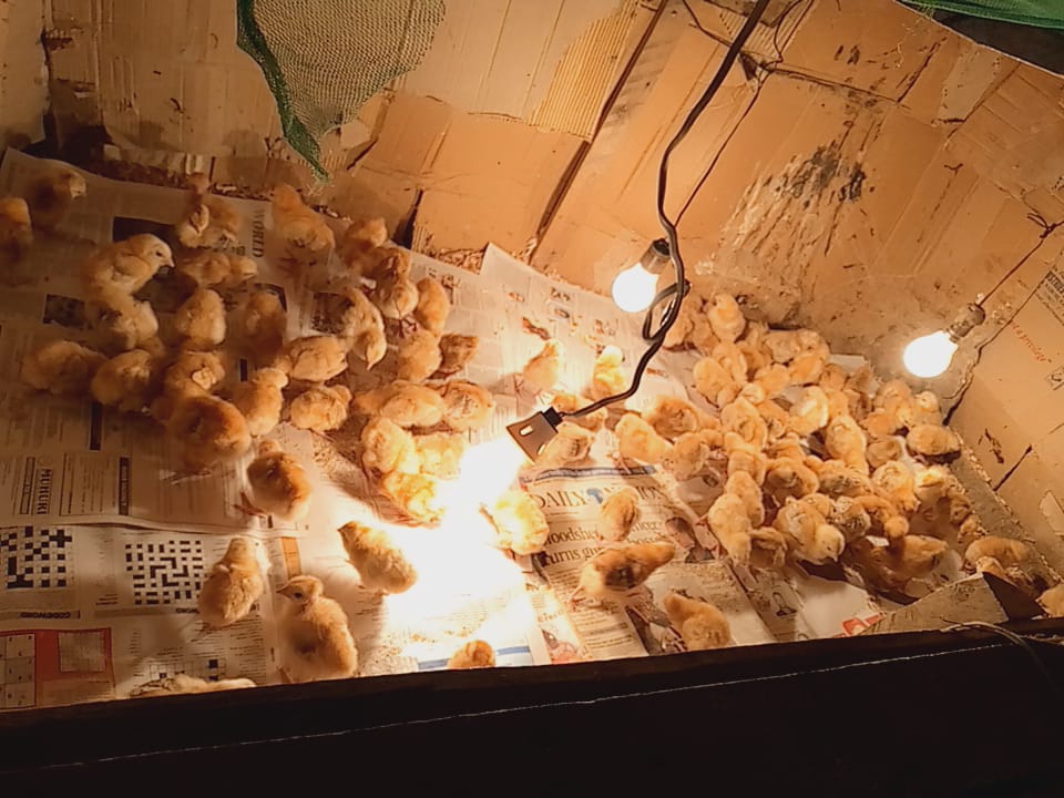 LynSuFresh1's tweet photo. A client came for his 100/- chicks as well as 30kgs of our locally made feeds. He is a happy. His chicks arrived well. We sell day old at 80/-, week old at 100/-. Our feeds cost 55/- per Kg. Contact 0782651284 for your orders. We also do organic vaccinations for our chicks. https://t.co/4j5B7CrICB