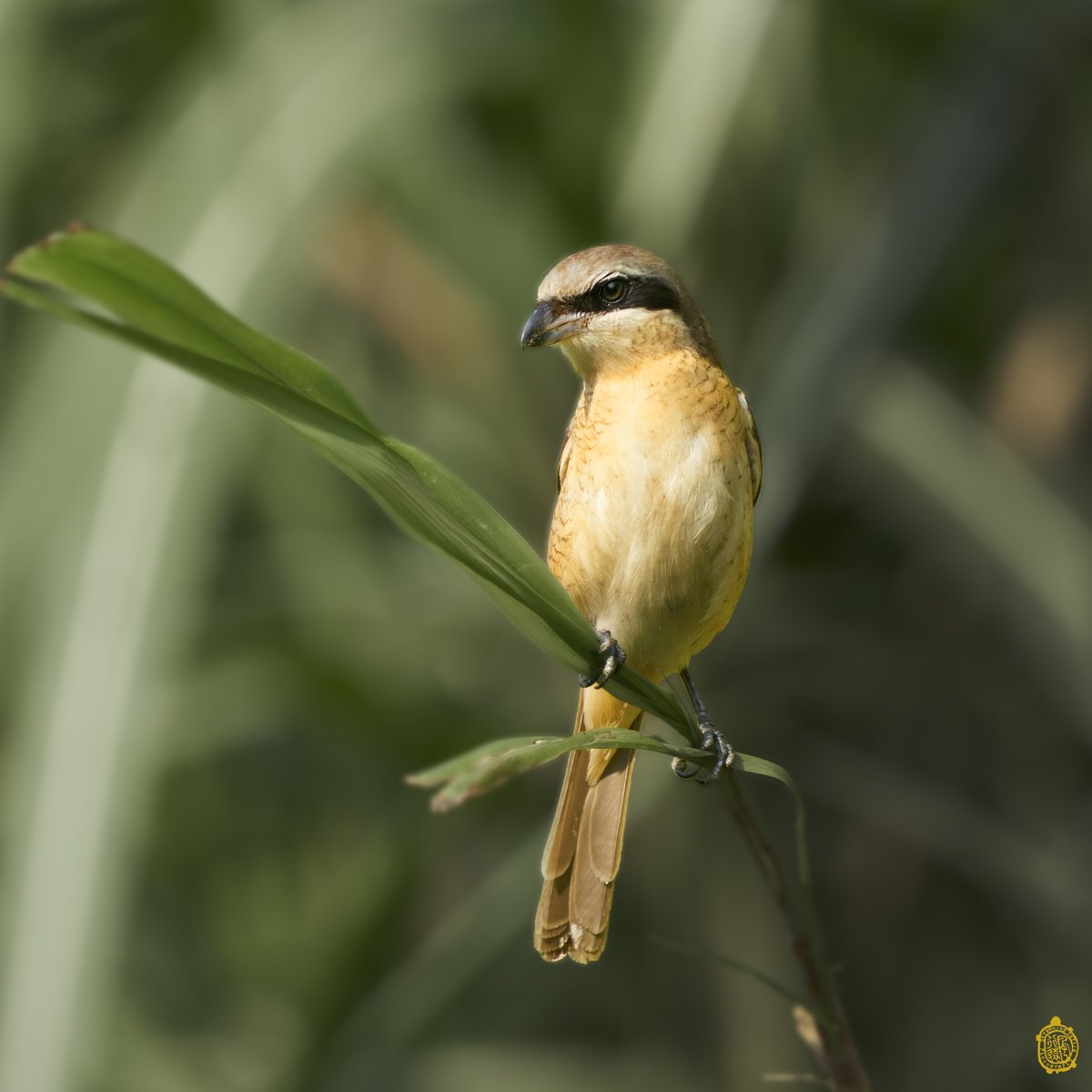 Blakrobe's tweet photo. #Brownshrike also known as a butcher bird Not having talons strong enough to tear its prey it will impale its food on a thorn or even barbed wire #gladitistiny #birds #BirdsSeenIn2021 #birdwatching #birdphotography #BirdTwitter #BirdsofPrey #birdsoftaiwan #SonyAlpha #紅尾伯勞 https://t.co/N12iYbrnKH