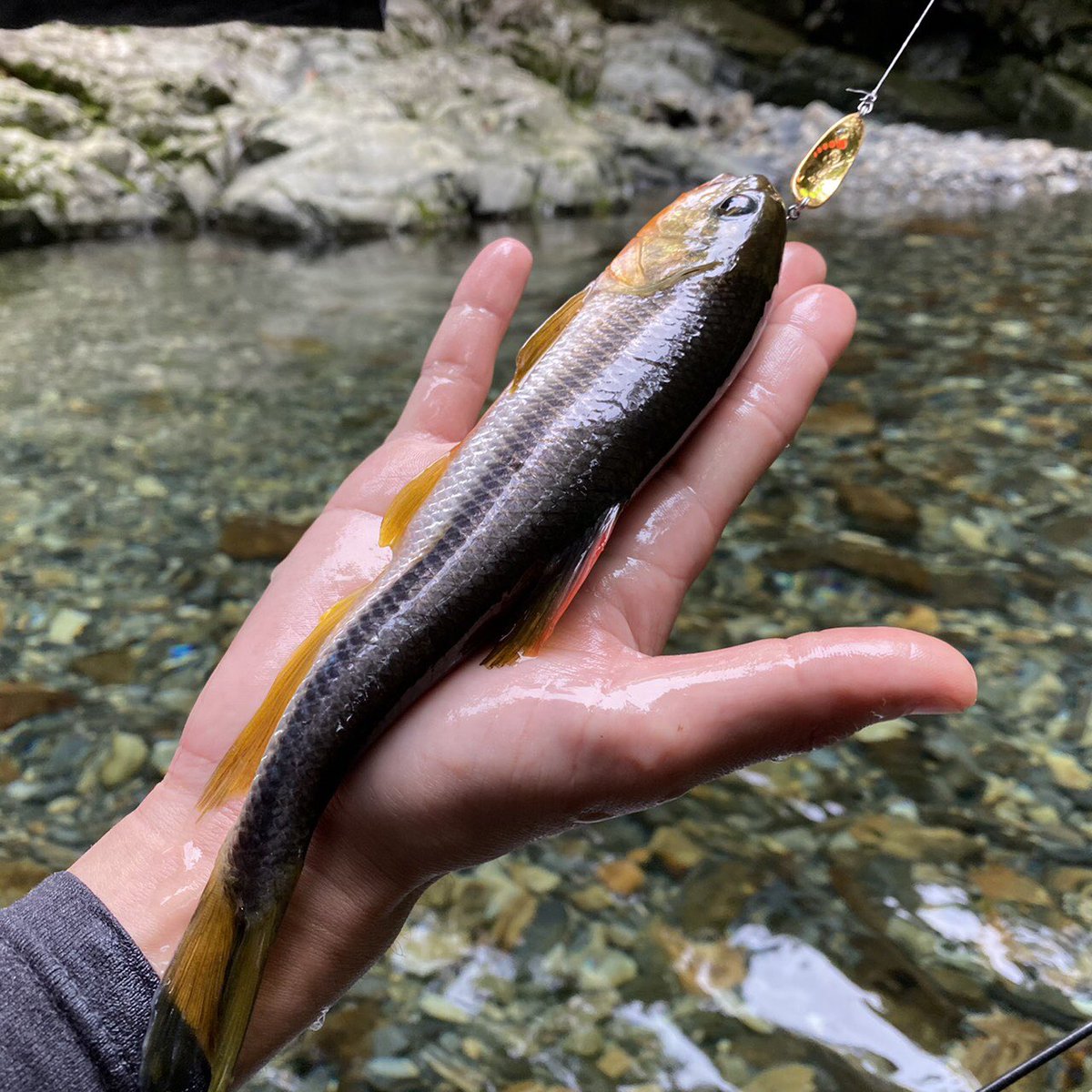 あきらしぇんしぇ〜　和田漁具店 tweet media