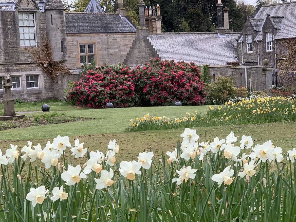 lucynorris1's tweet photo. Daffodils, rhododendrons and blossom at Lauriston Castle #lauristoncastle #springinedinburgh https://t.co/8s475d527O