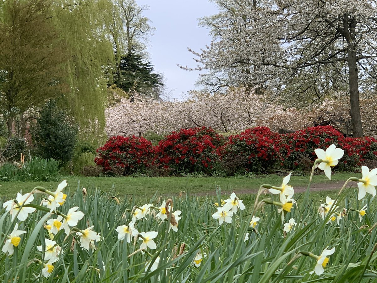 lucynorris1's tweet photo. Daffodils, rhododendrons and blossom at Lauriston Castle #lauristoncastle #springinedinburgh https://t.co/8s475d527O
