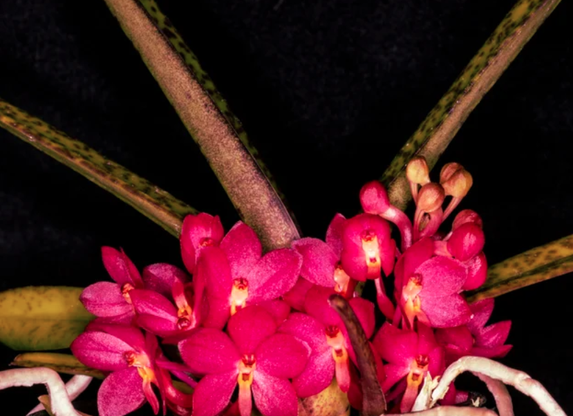 brooksideorchid's tweet photo. Ascocentrum ampullaceum ('Pink' X 'Orange') 3" FS
.
.
.
.
.
.
.
#orchid #orchids #ascocentrum #ascocentrumorchid #orchidtime #orchidlove #orchidtime #orchidgrowing #orchidgarden #brooksidegardens #brooksideorchids https://t.co/RD6blBGYmT