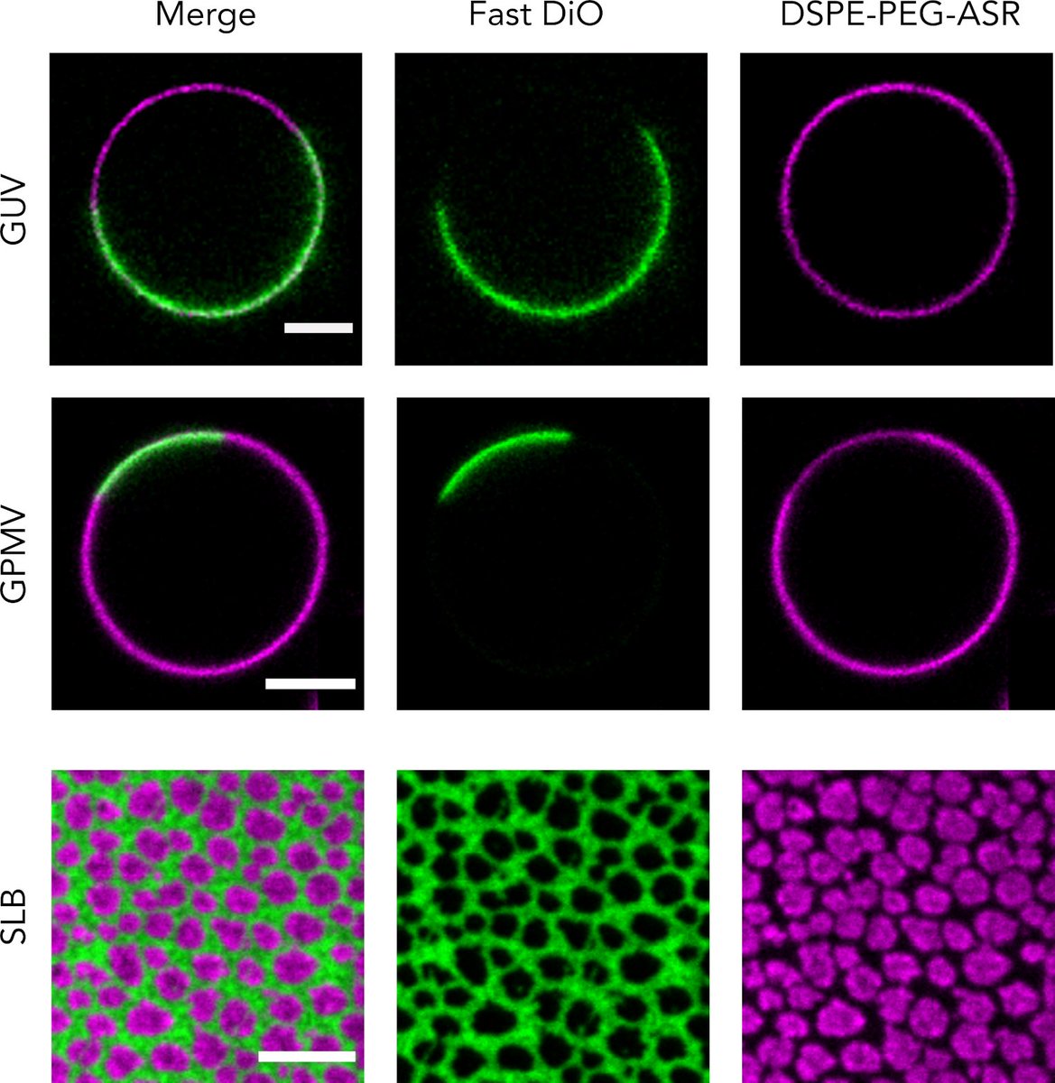 Taras Sych (@sychtaras) on Twitter photo The raw data for our recent review with <a href="/Sciezgin/">Erdinc Sezgin</a> <a href="/LindaWedemann/">Linda Wedemann</a> <a href="/CenkGurdap/">Cenk Gurdap</a> on phase separation in membranes is now available at <a href="/figshare/">Figshare</a> <a href="/scilifelab/">SciLifeLab</a> Check it out here: doi.org/10.17044/scili…
And a paper is here: doi.org/10.3390/membra… The raw data for our recent review with <a href="/Sciezgin/">Erdinc Sezgin</a> <a href="/LindaWedemann/">Linda Wedemann</a> <a href="/CenkGurdap/">Cenk Gurdap</a> on phase separation in membranes is now available at <a href="/figshare/">Figshare</a> <a href="/scilifelab/">SciLifeLab</a> Check it out here: doi.org/10.17044/scili…
And a paper is here: doi.org/10.3390/membra…
