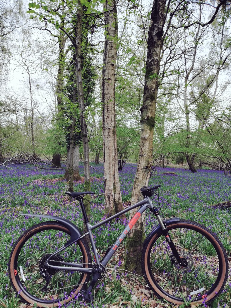 A pretty backdrop for a pretty bike 🌼🚵🤣

Not convinced yet on the rear mudguard......

#MarinBikes #MadeForFun #Bobcat #CyclingHolidays #CreatePurpose #Bluebells <a href="/marinbikes/">Marin Bikes</a>