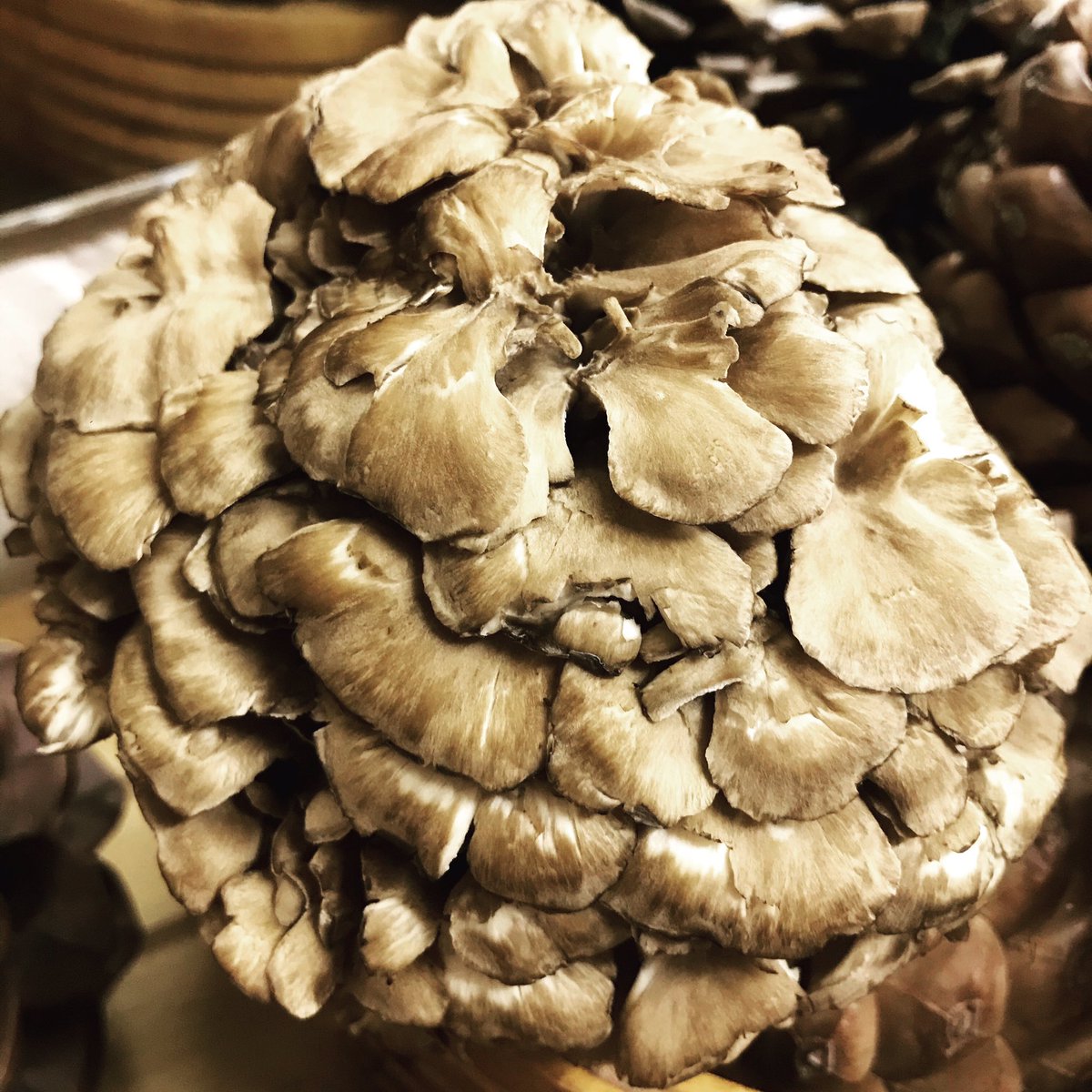 Maitake means dancing mushroom in Japanese, the mushroom is said to have gotten its name after people danced with happiness upon finding it in the wild, due to its incredible healing properties

Mushrooms available to order visit our Facebook page #maitake